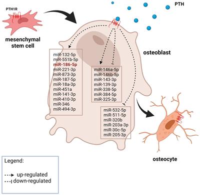 Towards an enhanced understanding of osteoanabolic effects of PTH-induced microRNAs on osteoblasts using a bioinformatic approach